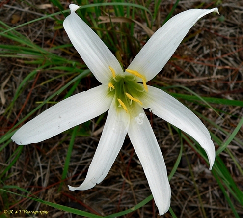 {Zephyranthes simpsonii}